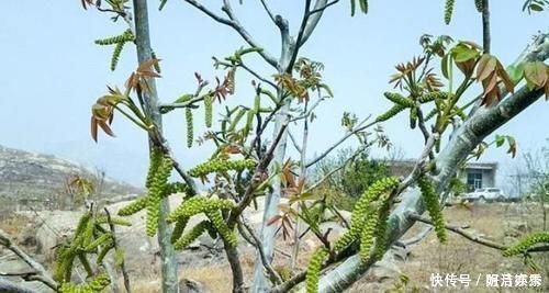 桃花|长在树上无人识，晒干了58元一斤，人人说不老菜，市场上面很少