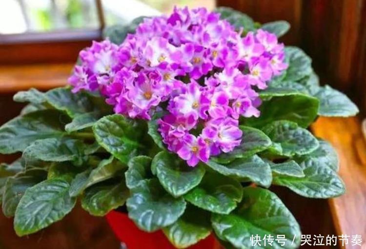 4种花比绿萝更好养，比玫瑰更漂亮，随便养都能活，家变花海