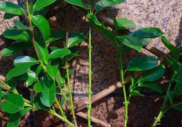 家里爬藤植物长不快,教你一招,爬藤飞快还不容易长虫
