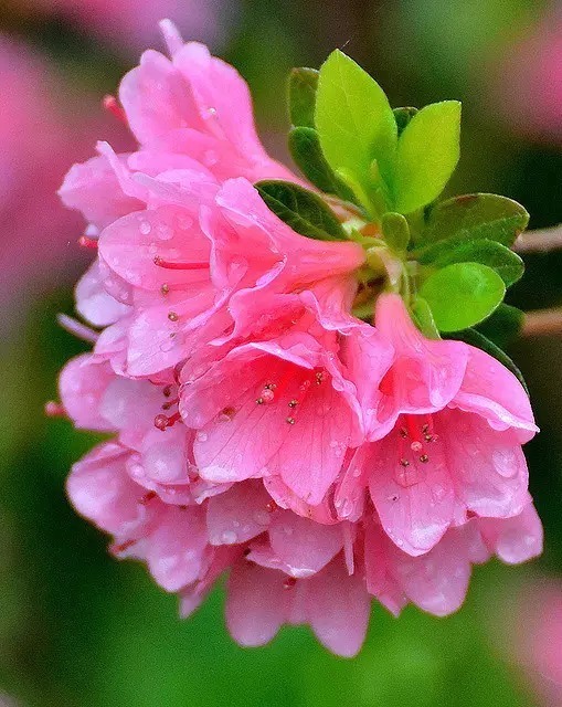 中国十大名花欣赏,美极了!