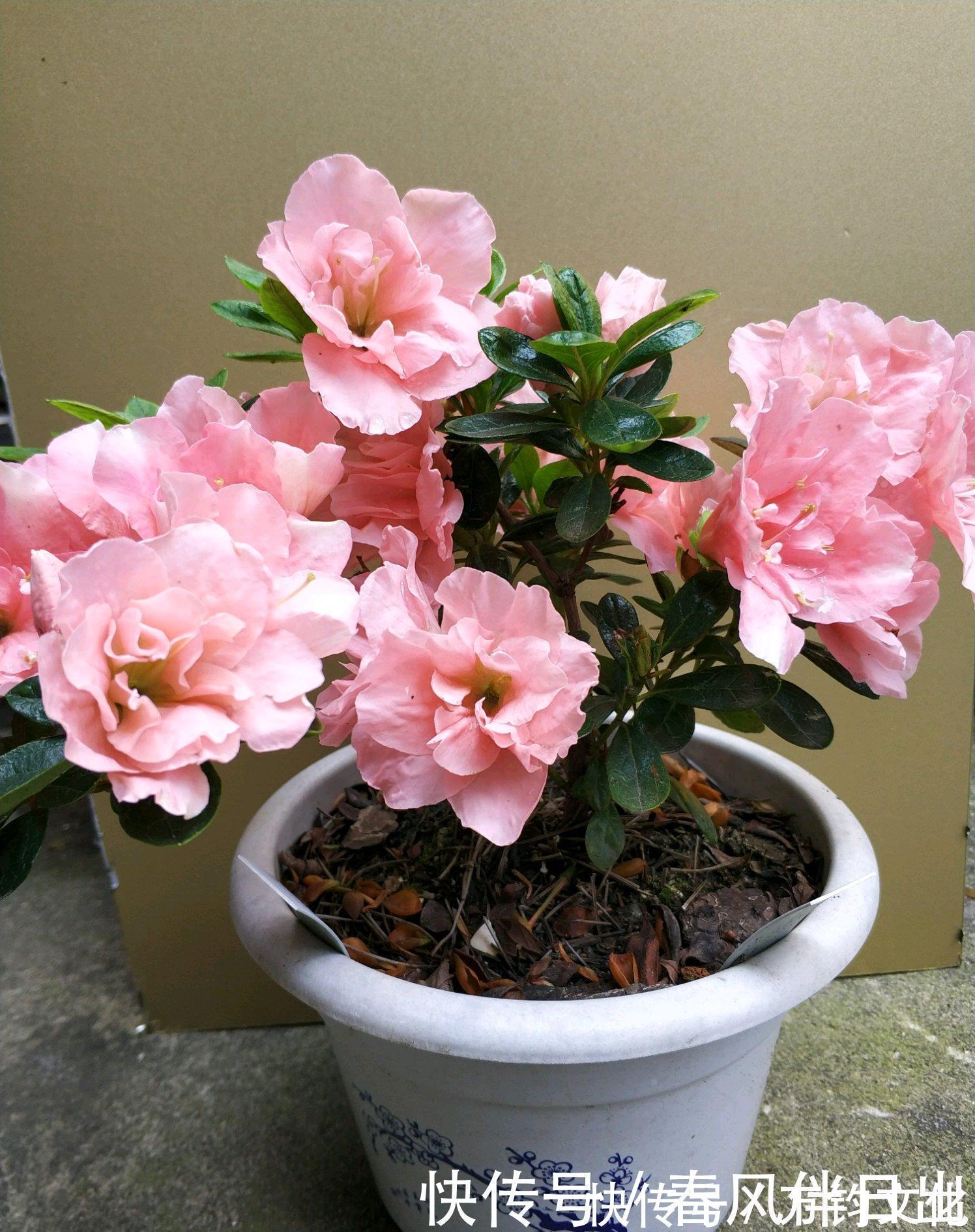 映山红映山红|中国十大名花之一,四季开花,观赏价值高,一花多色,漂亮又芳香