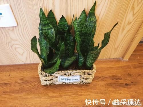 低于5度,6种花一整个冬天不浇水,也能照样活!