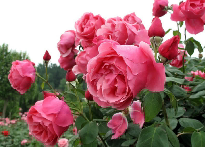 6种新手不要轻易尝试的植物,有需要特别注意的点,学一学