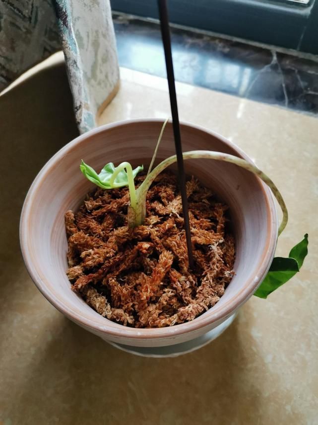 水苔养花好处多,干干净净,促进花卉生长