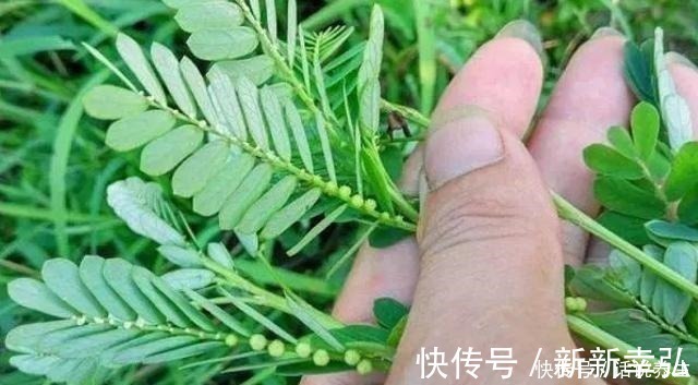 含羞草|一种农村很常见的野草,却少人重视,20元一斤,别不当回事!