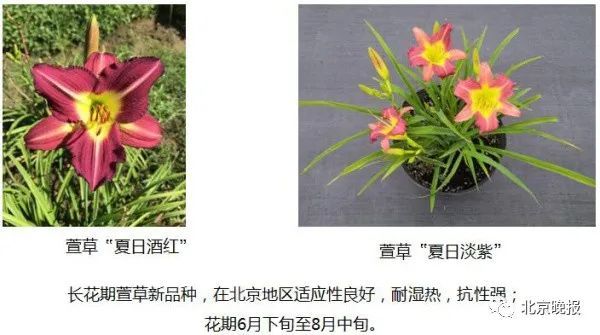 长安街沿线10组立体花坛 这些花语你都了解吗 全网搜