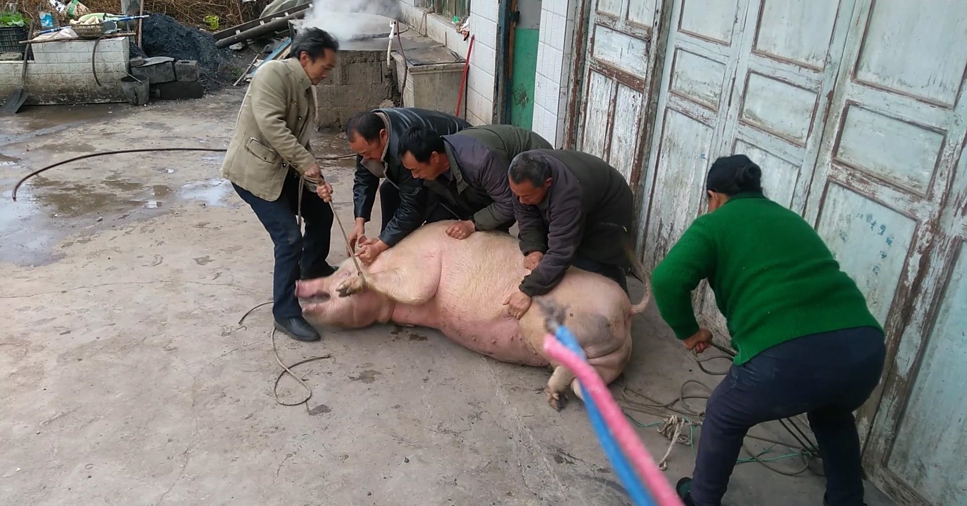 农村宰500多斤重的年猪,四汉放倒二师兄后屠夫才发现屠刀不快