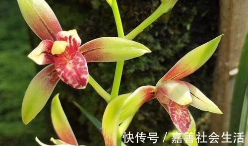 同样都是色花名品,它们差距却不小,喜欢养兰的花友,千万别错过!