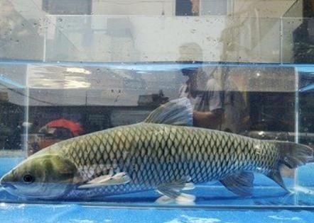 冬天吃鱼，专挑4种鱼，应季而食营养高味道好，买的都是聪明人！