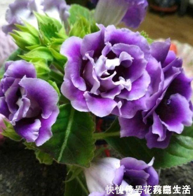 大岩桐|4种花现在养刚刚好,夏天开花很漂亮,日子越过越红火