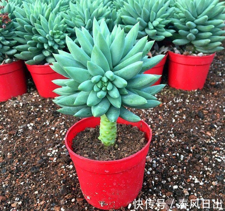 土壤|多肉植物千佛手其实不难养,抓住6个要点,养得健康又漂亮