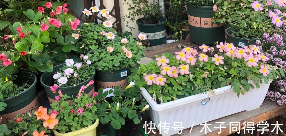 虫害|养花没虫害不是梦,花盆土面撒上它,虫害去无踪