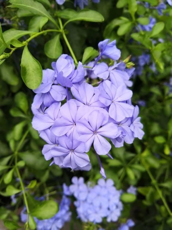 急性子的人就养这4种花，掐个枝条插土里，当年就开花