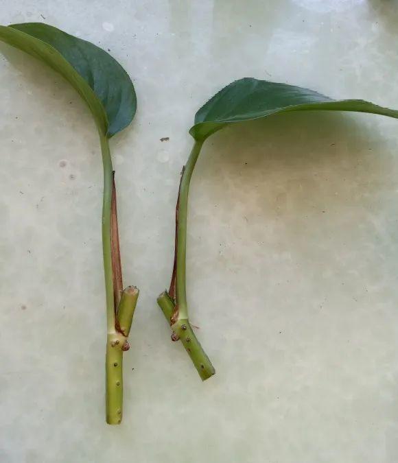 茉莉花扦插有机关，砍这一段枝条，插土里3天就活！