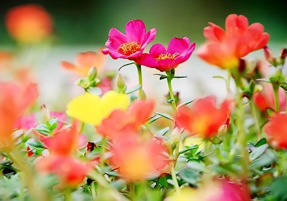 喜欢养护花卉,就选择花期长,花色艳,美丽漂亮能爆盆的5种花卉