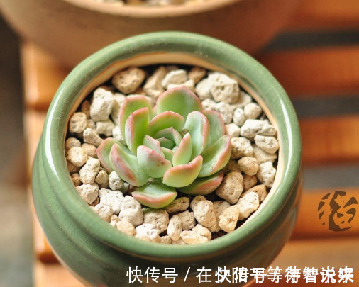 吉娃莲|多肉红边月影怎么养教你3个小妙招,种出最红润璀璨的红边月影