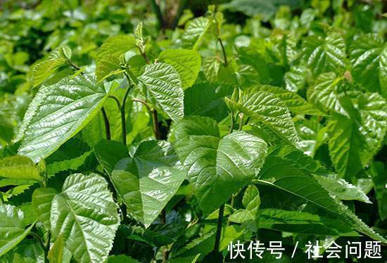 洗头|白发别再染了，拿它用来洗头，半个月下来，头发乌黑又亮丽