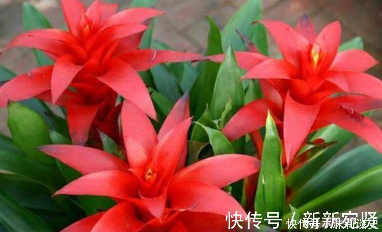 艾里斯|4种花沾土就活,开花又大又艳,比牡丹美,比绿萝好养