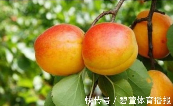 介壳虫|杏生津止渴,润肺化痰,农民重点只需掌握四点,收获吃不完的杏子