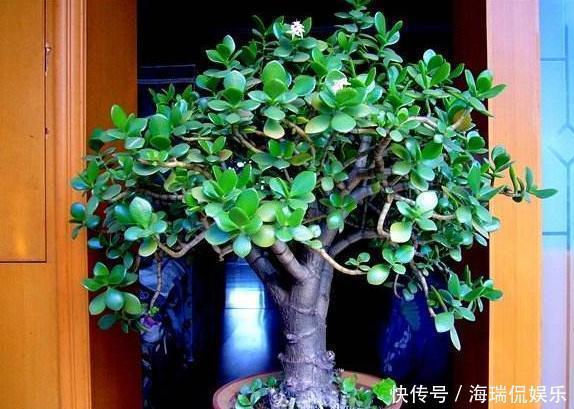 枝条|玉树想繁殖，2种“小方法”，7天就生根，一棵秒变“几十盆”