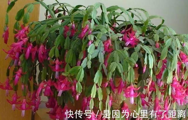 浇水|做好这几点，蟹爪兰到了夏天也不怕，轻松度过高温期