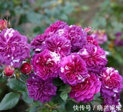 张大爷|张大爷的院子里只养1种花,一年观花200天,邻居看了都羡慕