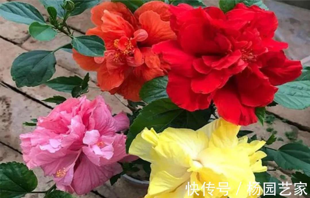 哇塞,4种盆栽花太好养了吧,简单养护开花300天