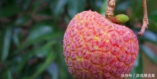 苏轼这4首关于美食的诗词我只想吃吃吃