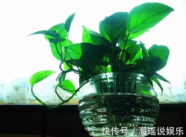 爆盆|都说绿萝好养,我家的总是长不好,绿萝这样养,一个月就爆盆!