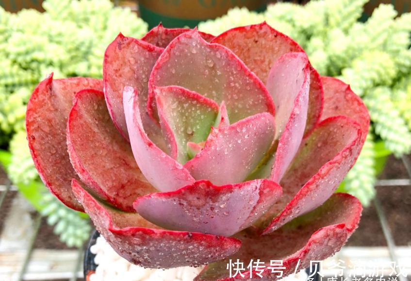 刚入坑的新手,不要错过这6款多肉,好养不说,冬天还能轻松变美