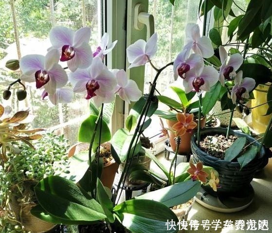 晒伤|4种花很耐阴,光照弱也能开爆盆,非常值得拥有!