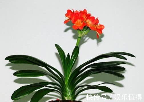 君子兰怎么换盆教你3个小步骤，换盆后长势旺盛开花多