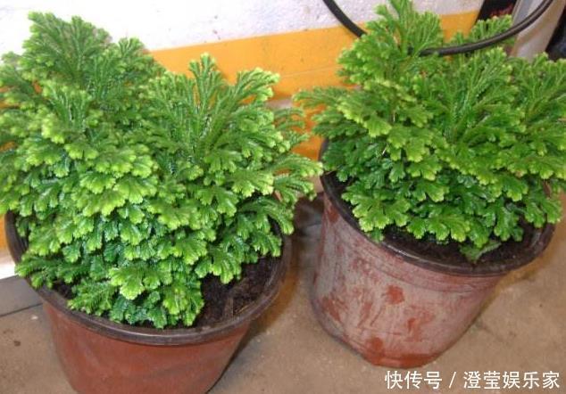 盆栽|山坡上的“野草”，挖1棵当盆栽，2年后价值“翻10倍”，珍贵