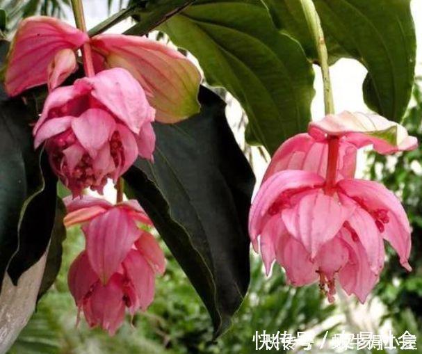 此花超漂亮,沾土就活,开花又大又艳,家里养1盆,满屋飘香