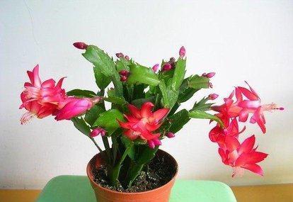 冬养蟹爪兰,做对这些,开花更漂亮