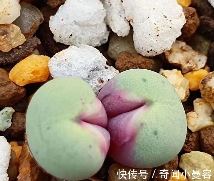 漂亮|20个难得一见的多肉植物,每一个都漂亮极了