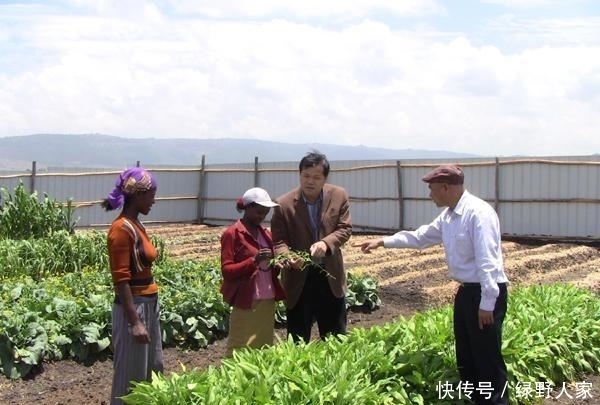要来|非洲一盘白菜60元, 中国人来这开荒收获后, 当地人争相要来下地