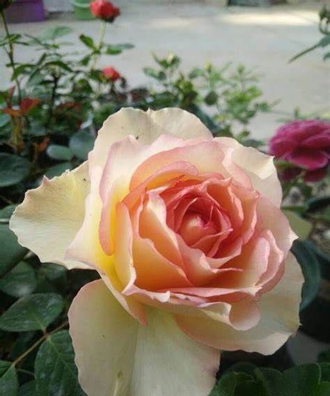 养花试试这几款,不开花也是非常好看的观叶植物