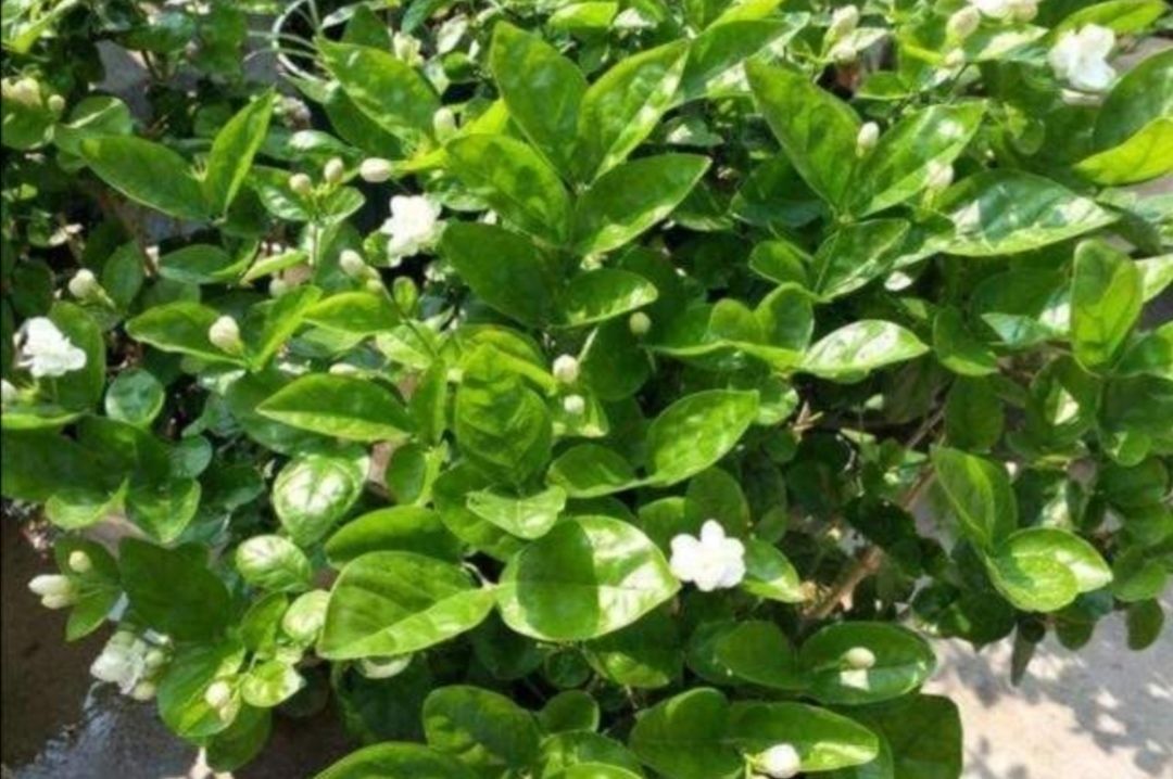 家里养4种花,容易缺铁,每月浇一次硫酸亚铁,长得旺叶子绿