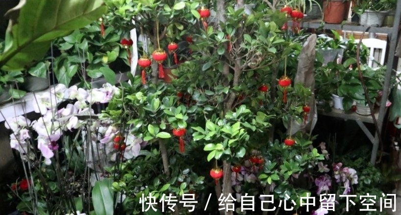 不会种玉树?注意这几点,轻松就能养好玉树