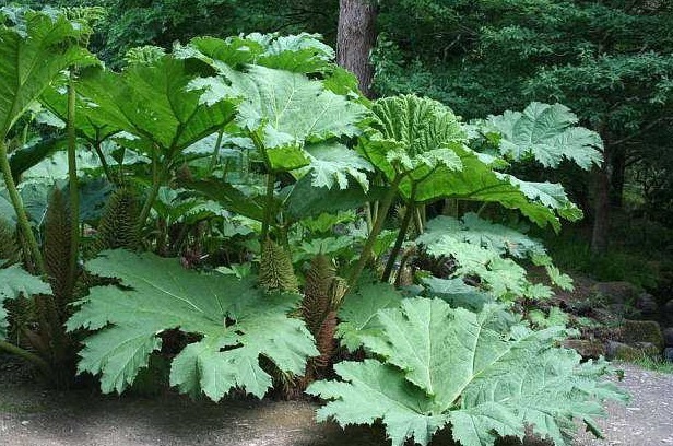 菠菜|农村一种像“菠菜”的野菜,俗称“金不换”,老中医的最爱