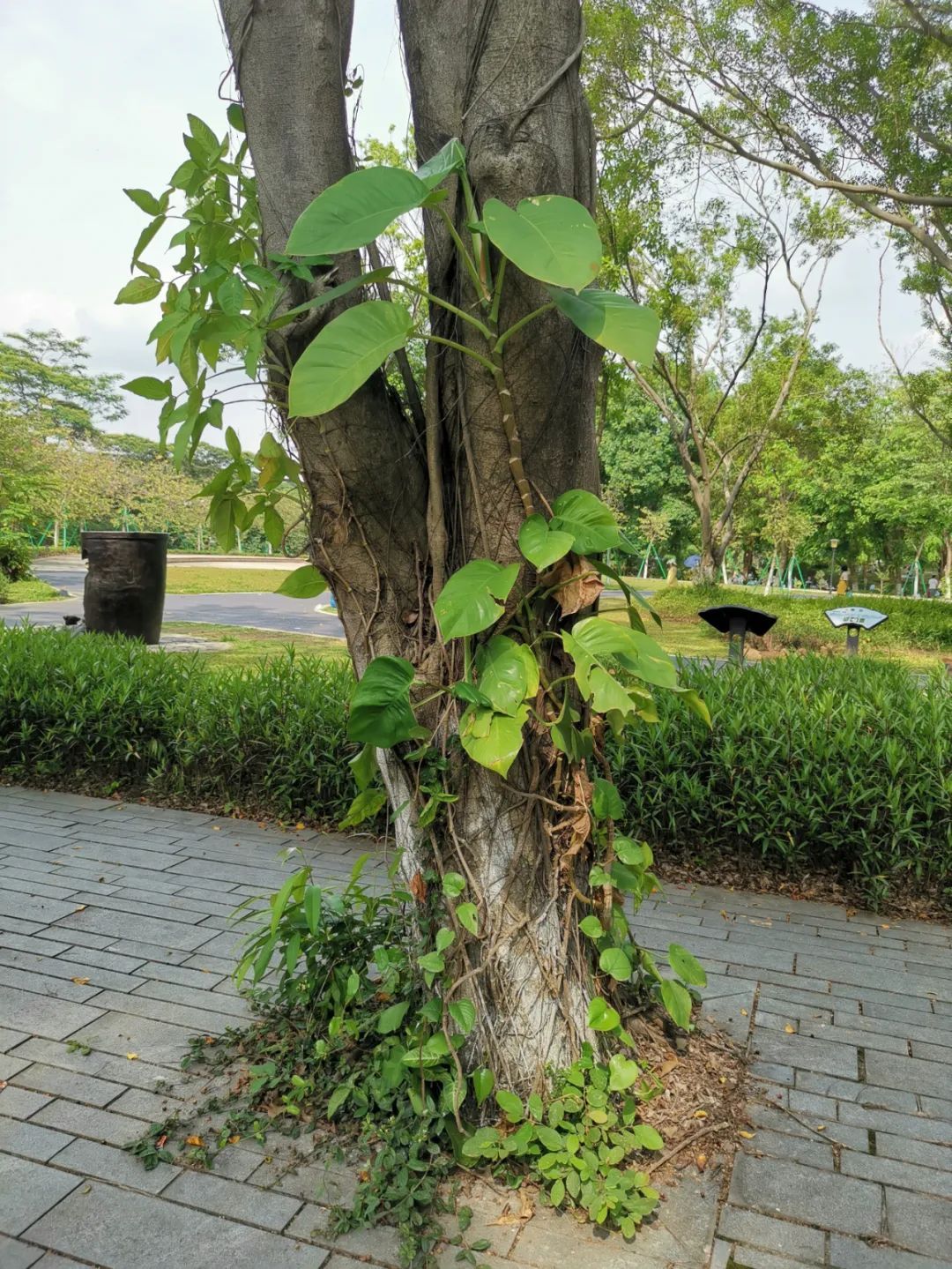 想让小叶绿萝变成大叶绿萝，茎长得更长，这7个养护技巧要掌握好