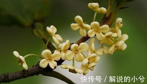 农历十一月大雪过后,养什么花?家里养3种花,满院春光福临小院