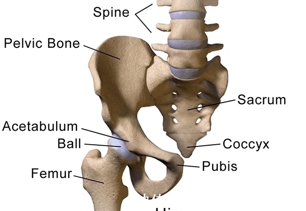 进化|为何动物的生产那么轻松,而人类分娩却疼得撕心裂肺?