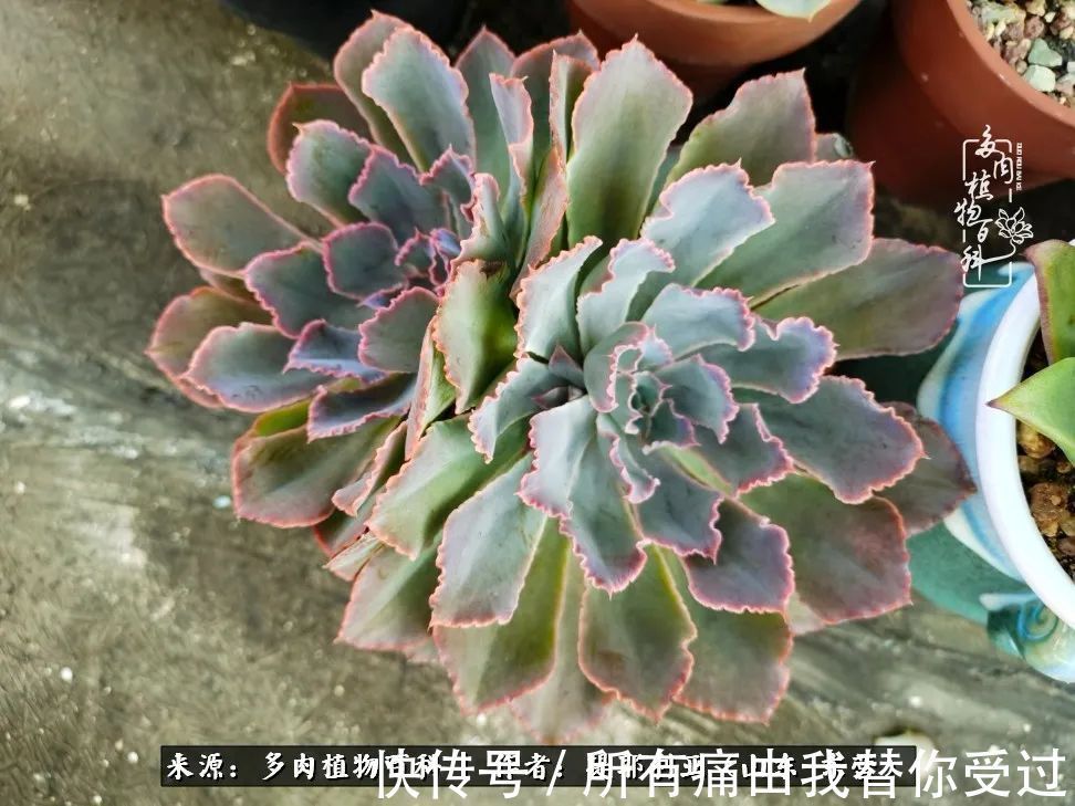 人如多肉，经阳光雨露历练后，亦会越挫越勇！