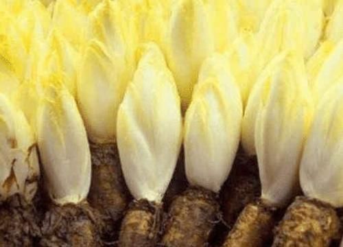 把“山药”埋进土里，能长出“白菜心”，卖80元1斤，你见过吗