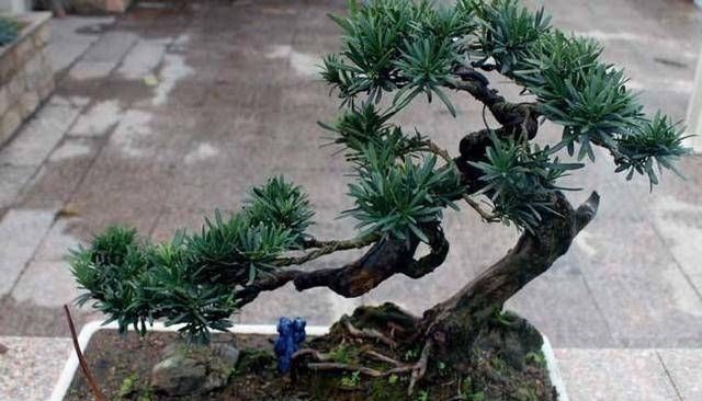 3种名贵盆景山上遍地有，教你养护技巧，个个价值高造型佳