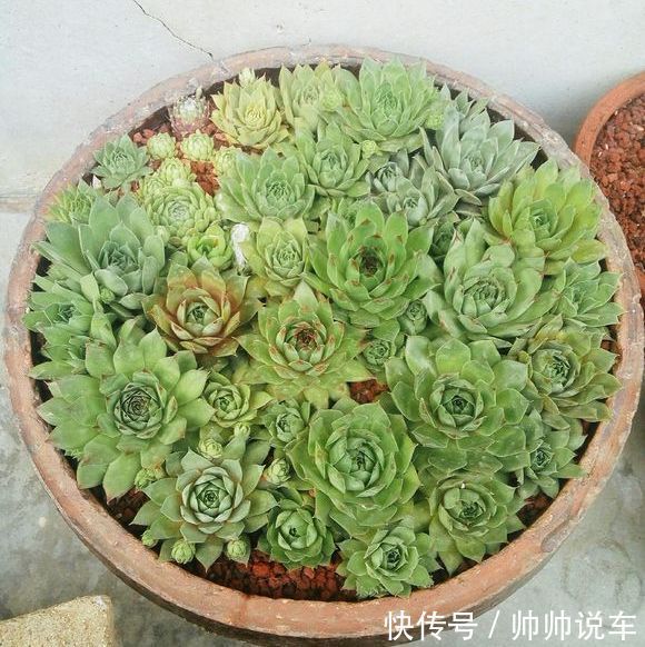 外出1个月没人管,回家发现多肉反而爆了盆,太强悍!