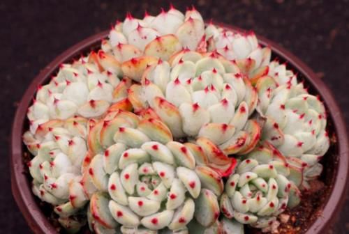 蓝姬莲是姬莲系多肉中的大块头,不但茎秆粗壮,而且特别容易爆盆