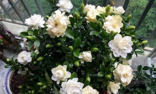 日常盆栽栀子花，满足3点要求，花朵可持久散发清香、制成花茶